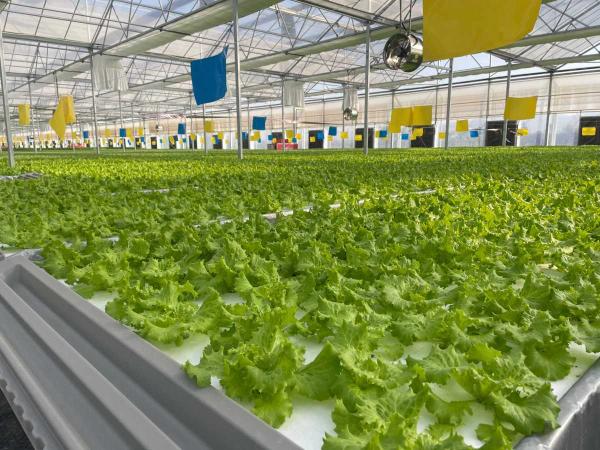 全會(huì)精神在基層 | “聚寶棚”里綠意濃 種植技術(shù)開發(fā)結(jié)碩果